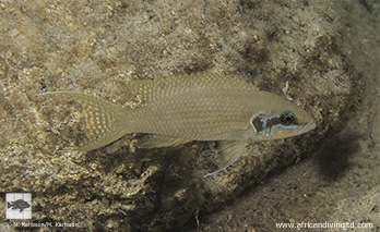 Neolamprologus brichardi 'Twiu Point'